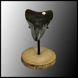 MEG116 Megalodon Tooth with Wooden Stand