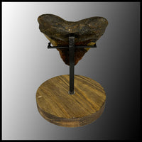 MEG117 Megalodon Tooth with Wooden Stand
