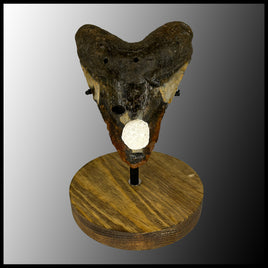 MEG117 Megalodon Tooth with Wooden Stand