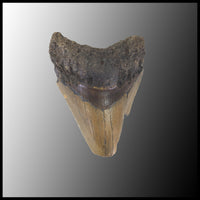 MEG101 Megalodon Tooth