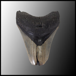 MEG113 Megalodon Tooth