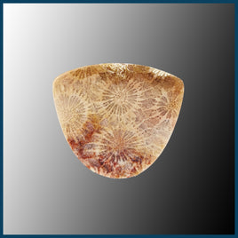 AGC392c  Agatized Coral Cabochon