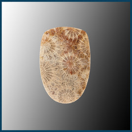 AGC393c Agatized Coral Cabochon