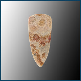 AGC395c Agatized Coral Cabochon