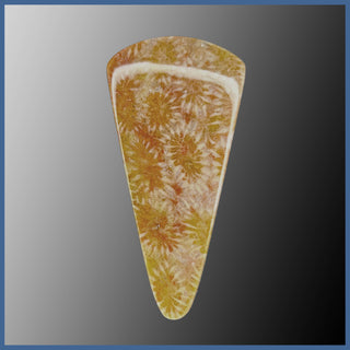 AGC400c Agatized Coral Cabochon