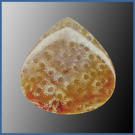 AGC403c Agatized Coral Cabochon