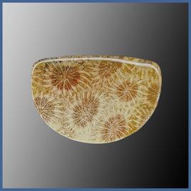 AGC406c Agatized Coral Cabochon