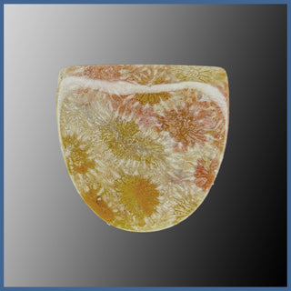 AGC409c Agatized Coral Cabochon