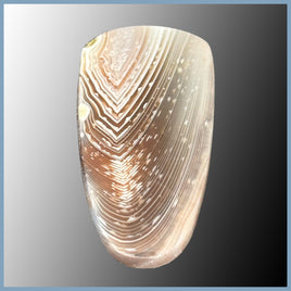 BOT622c Botswana Agate Cabochon