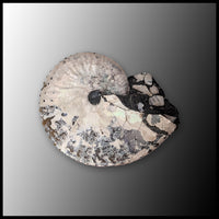 AMM266 Ammonite Fossil (South Dakota)