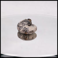 AMM266 Ammonite Fossil (South Dakota)
