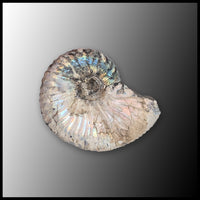 AMM267 Ammonite Fossil (South Dakota)