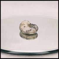 AMM267 Ammonite Fossil (South Dakota)