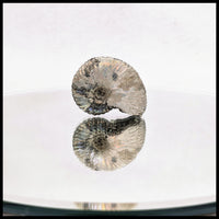 AMM267 Ammonite Fossil (South Dakota)