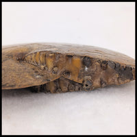 AMM268 Ammonite Fossil (South Dakota)