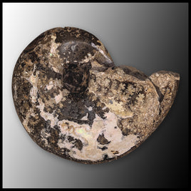 AMM269 Ammonite Fossil (South Dakota)