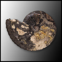 AMM270 Ammonite Fossil (South Dakota)