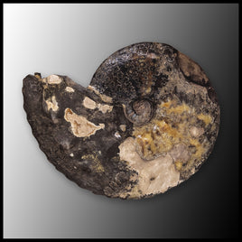 AMM270 Ammonite Fossil (South Dakota)