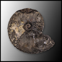AMM270 Ammonite Fossil (South Dakota)