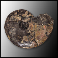 AMM271 Ammonite Fossil (South Dakota)