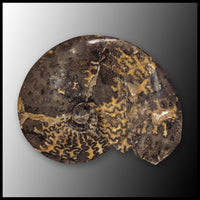 AMM271 Ammonite Fossil (South Dakota)