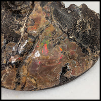AMM271 Ammonite Fossil (South Dakota)