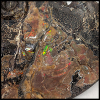 AMM271 Ammonite Fossil (South Dakota)