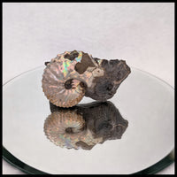 AMM276 Ammonite in Matrix (South Dakota)
