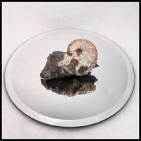 AMM276 Ammonite in Matrix (South Dakota)