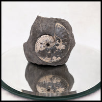 AMM277 Ammonite in Matrix (South Dakota)