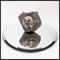 AMM277 Ammonite in Matrix (South Dakota)