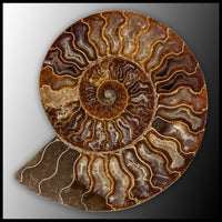 AMM278 Ammonite Polished Pair