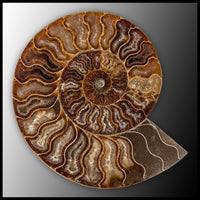 AMM278 Ammonite Polished Pair