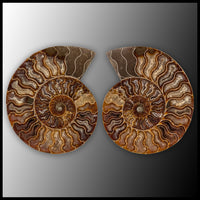 AMM278 Ammonite Polished Pair