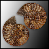 AMM278 Ammonite Polished Pair