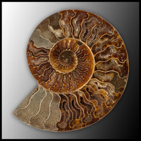 AMM279 Ammonite Polished Pair
