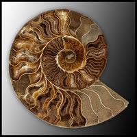 AMM279 Ammonite Polished Pair
