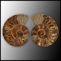 AMM279 Ammonite Polished Pair