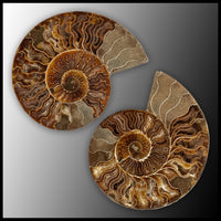 AMM279 Ammonite Polished Pair