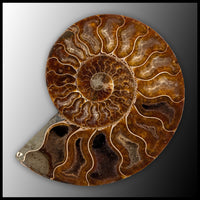 AMM280 Ammonite Polished Pair