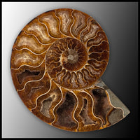 AMM280 Ammonite Polished Pair