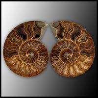 AMM280 Ammonite Polished Pair