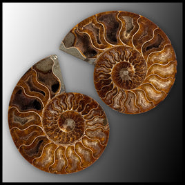 AMM280 Ammonite Polished Pair