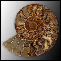 AMM281 Ammonite Polished Pair