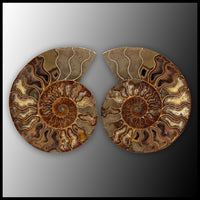 AMM281 Ammonite Polished Pair