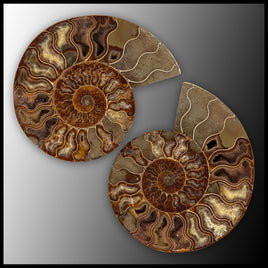 AMM281 Ammonite Polished Pair