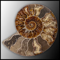 AMM282 Ammonite Polished Pair