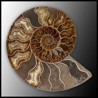 AMM282 Ammonite Polished Pair