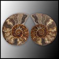 AMM282 Ammonite Polished Pair