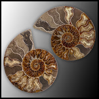 AMM282 Ammonite Polished Pair